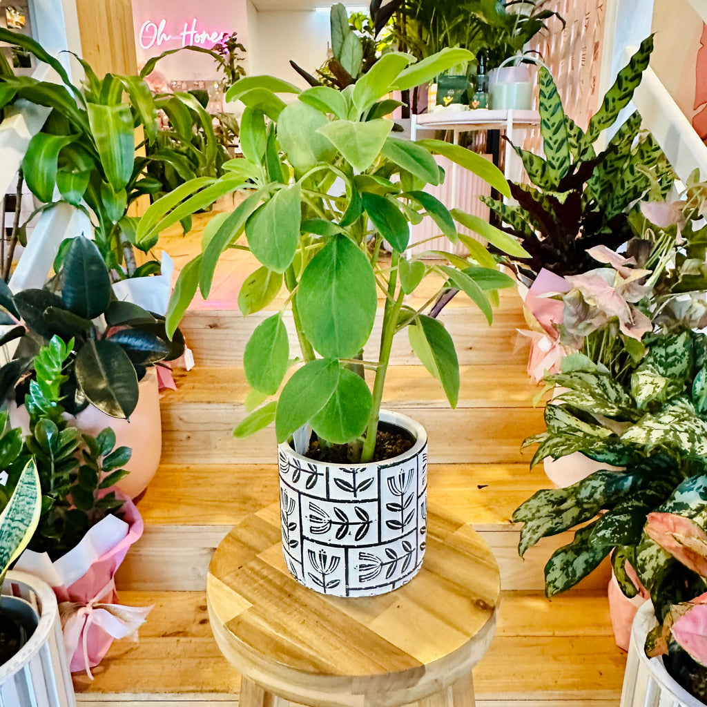 Peperomia Vestita - 120mm (Pot Combo Option)