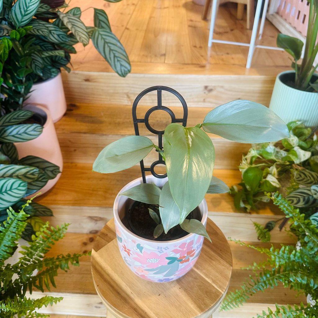 Philodendron ‘Sliver Sword’ - 130mm (Pot Combo Option)