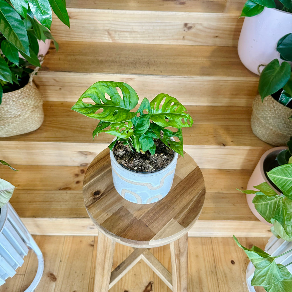 Monstera Adansonii/Swiss Cheese Plant 120mm - (Pot Combo Option)