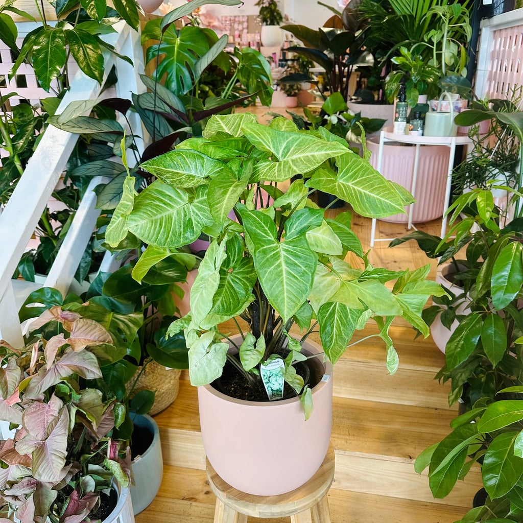 Syngonium White Butterfly - 200mm (Pot Combo Option)