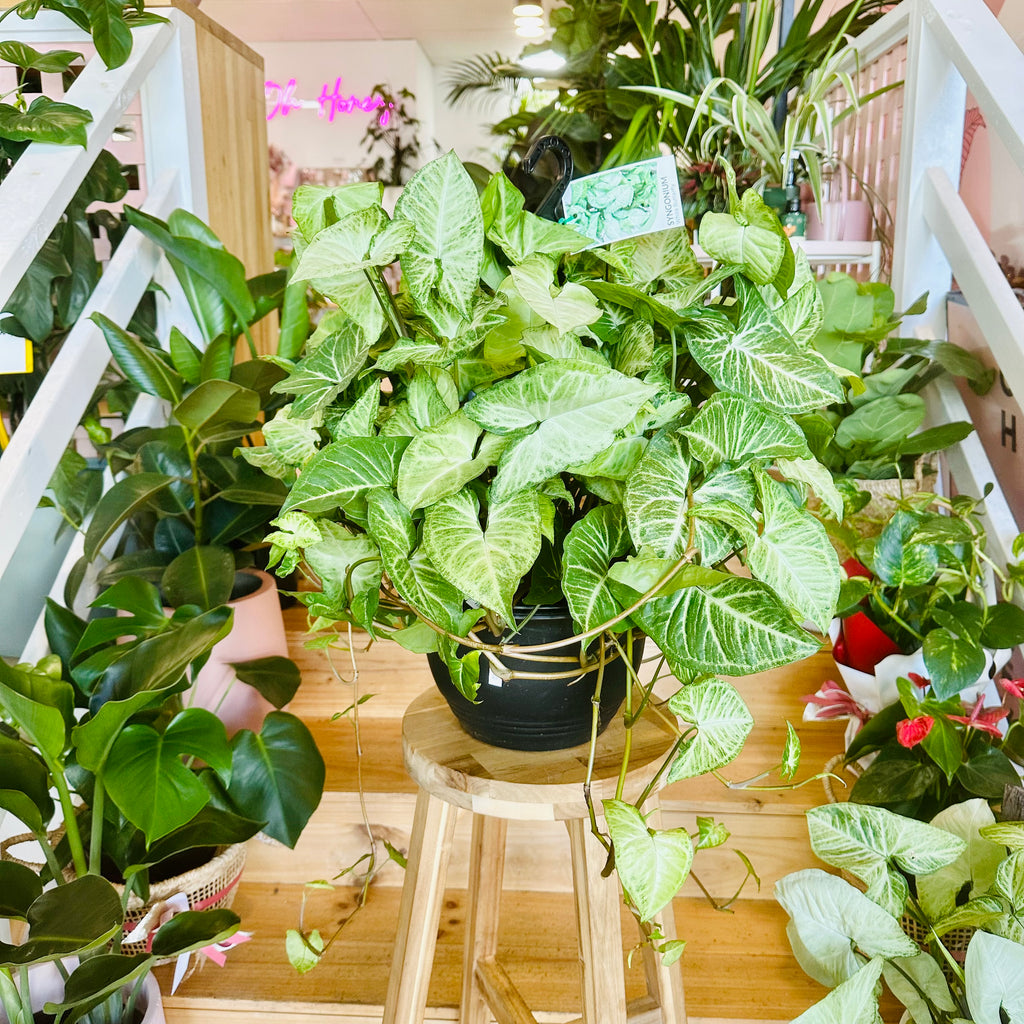 Syngonium White Butterfly - Hanging Basket