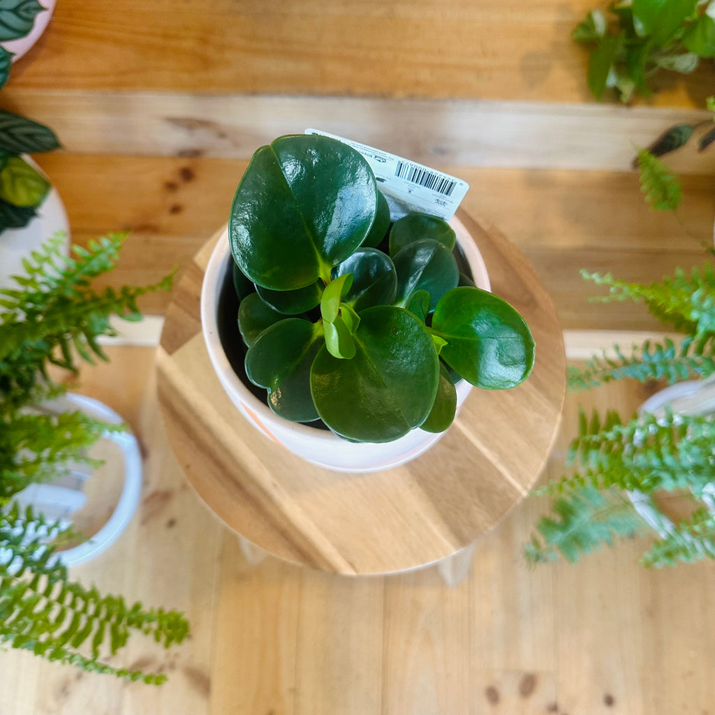 Baby Rubber Tree Plant - 130mm (Pot Combo Option)