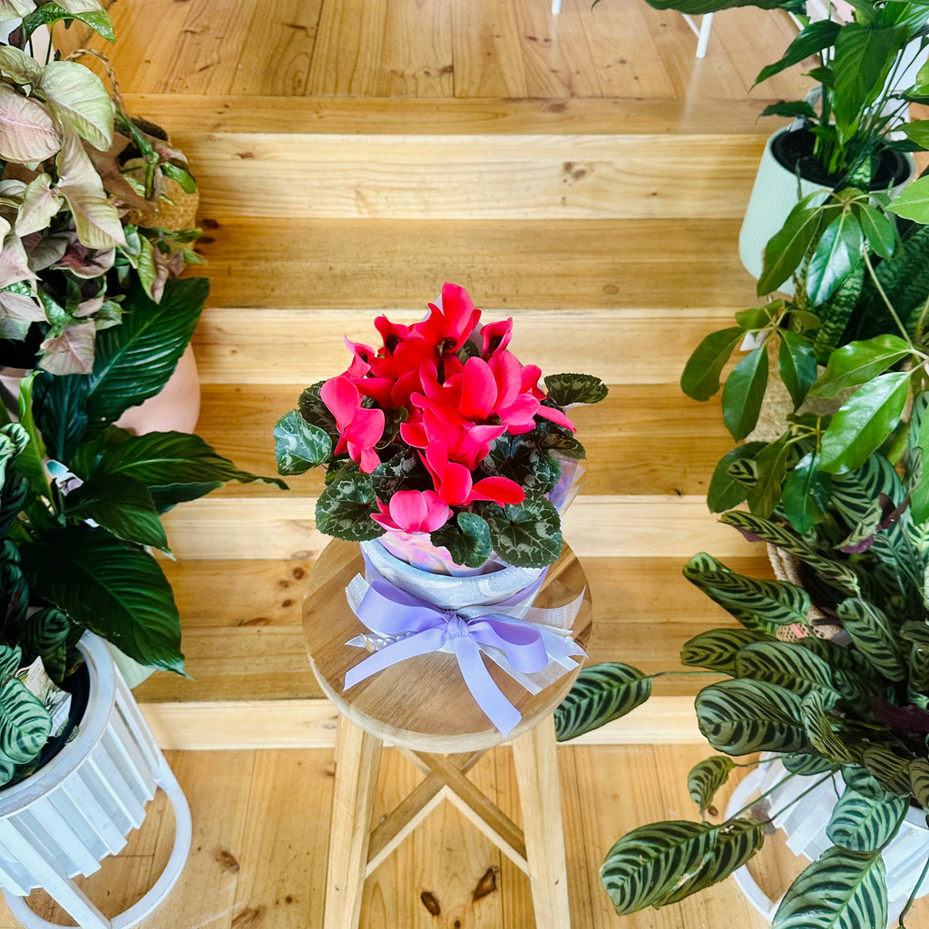 Cyclamen - 140mm (Pot Combo Option)