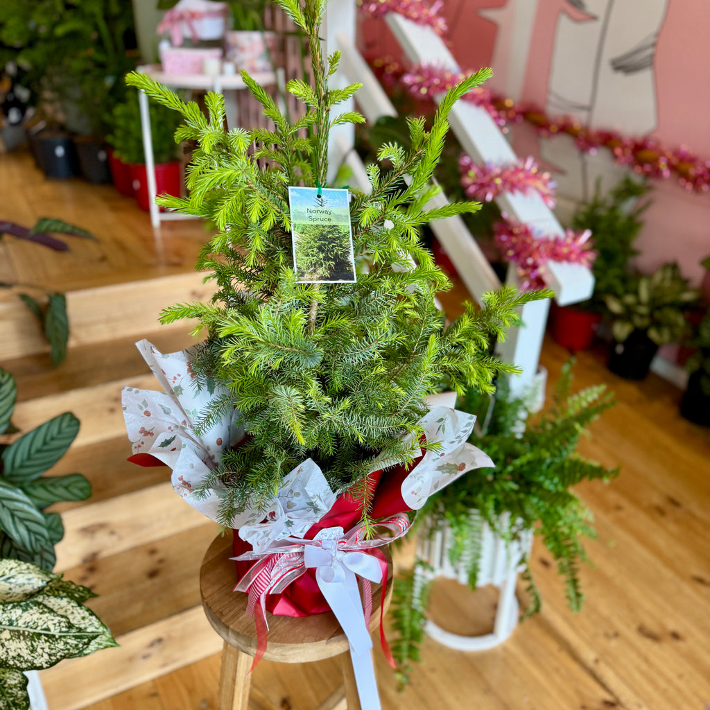 Christmas Tree - Norway Spruce