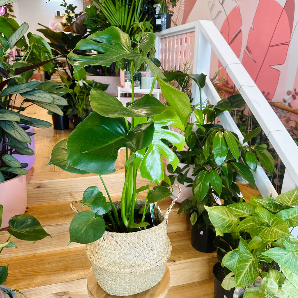 Monstera Deliciosa - 200mm (Pot Combo Option)