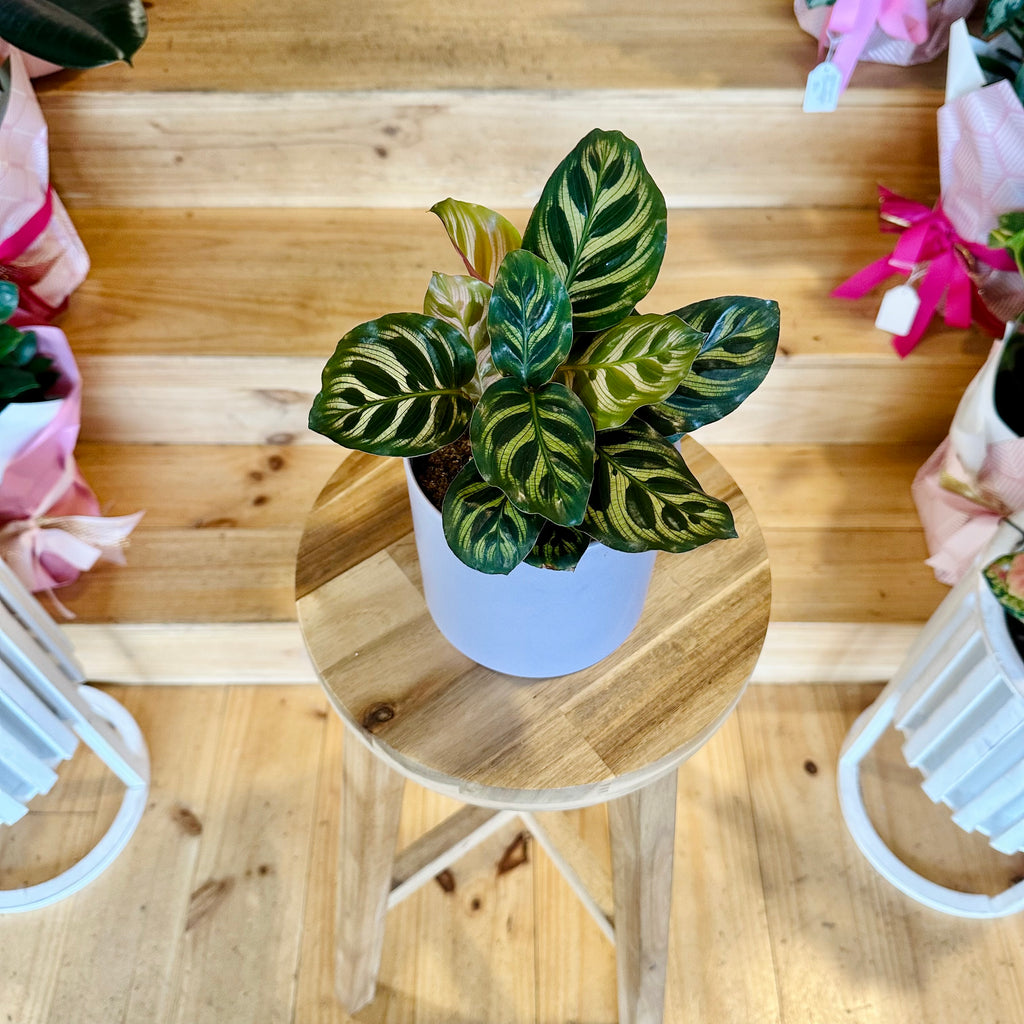 Peacock Calathea - 120mm (Pot Combo Option)