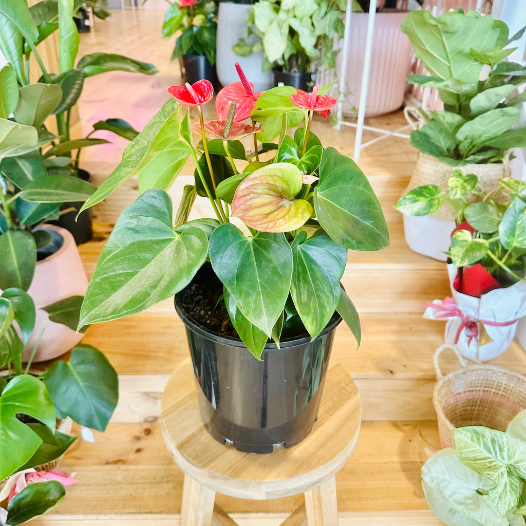 Red Anthurium