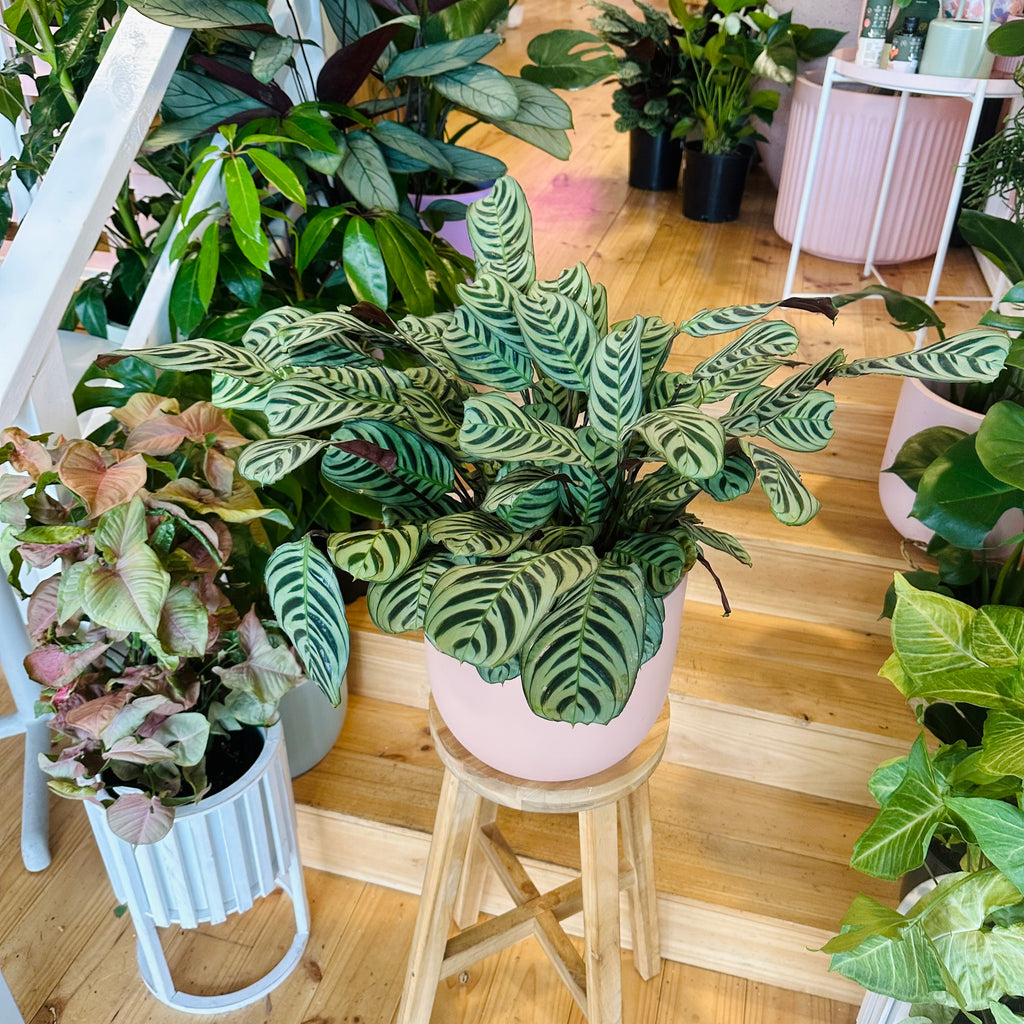 Fishbone Calathea - 200mm (Pot Combo Option)