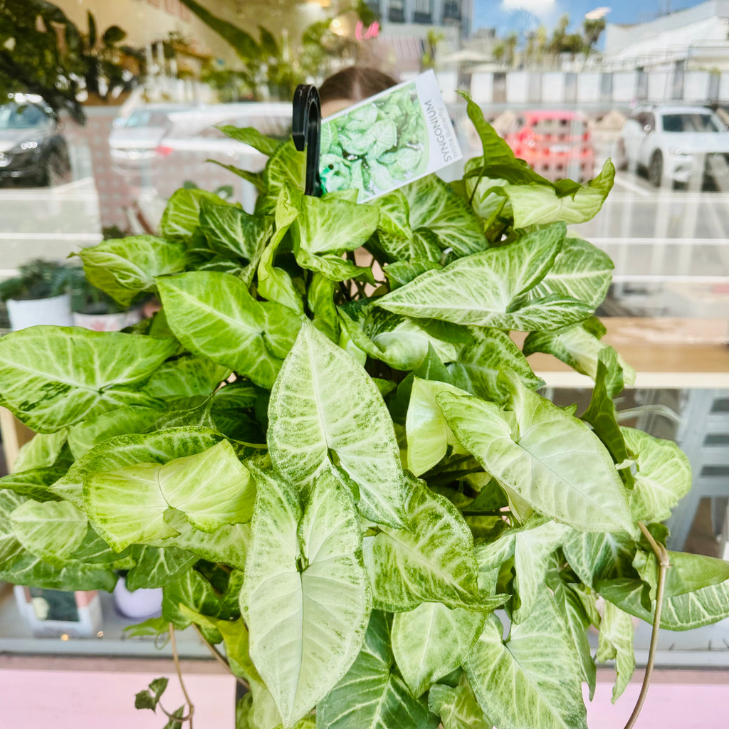 Syngonium White Butterfly - Hanging Basket