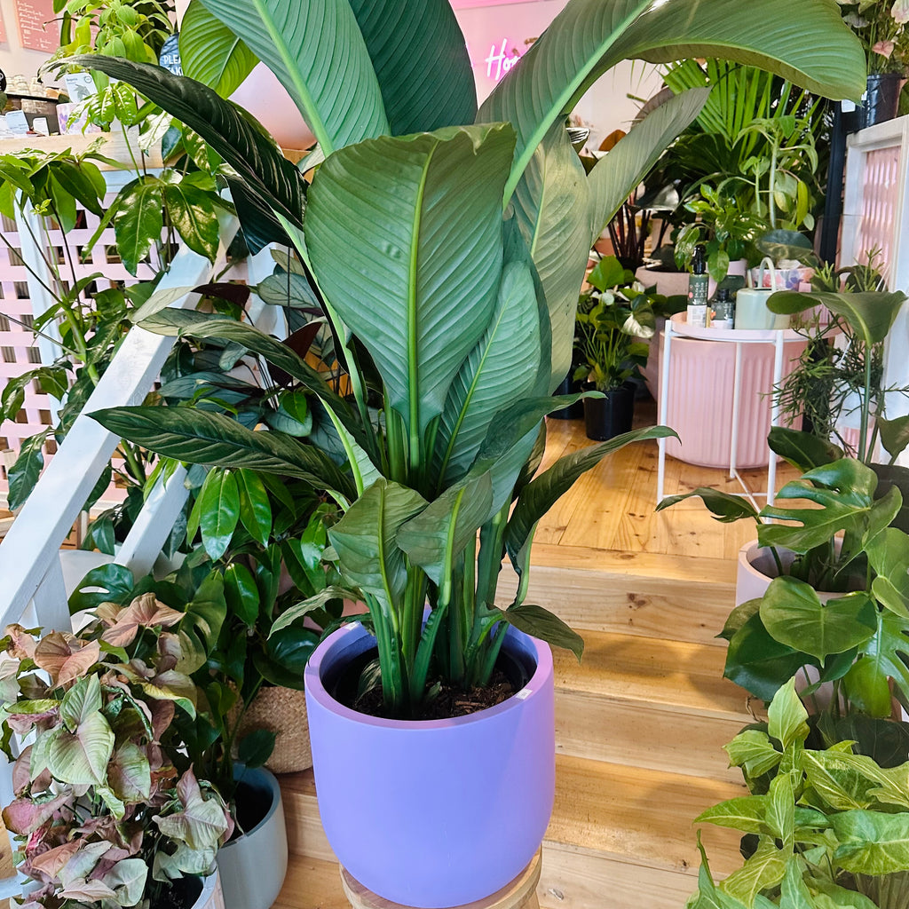 Peace Lily - 250mm (Pot Combo Option)