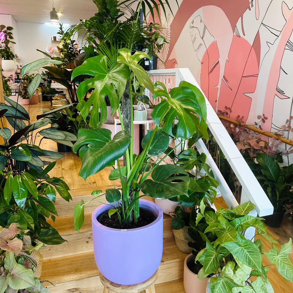 Monstera Deliciosa - 250mm (Pot Combo Option)