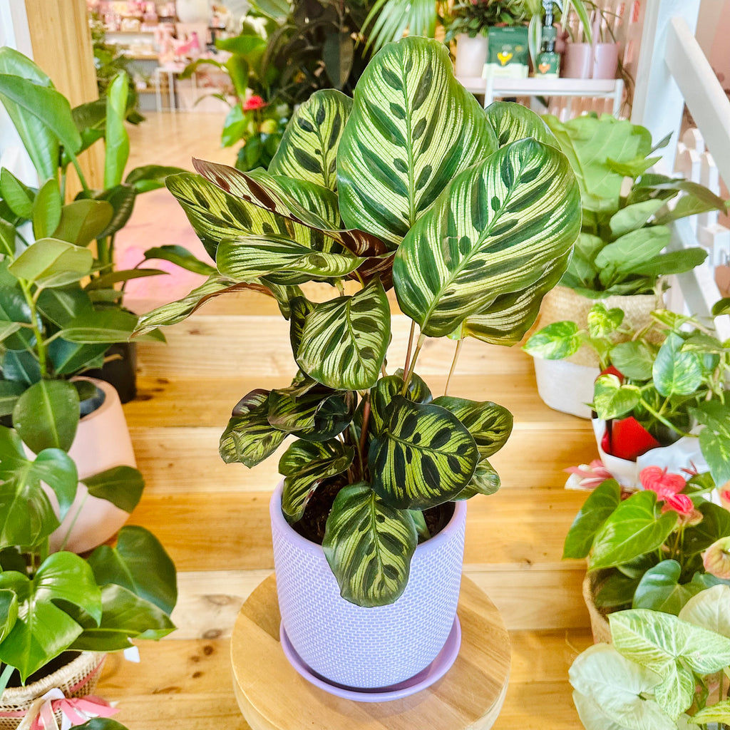 Peacock Calathea - 140mm (Pot Combo Option)