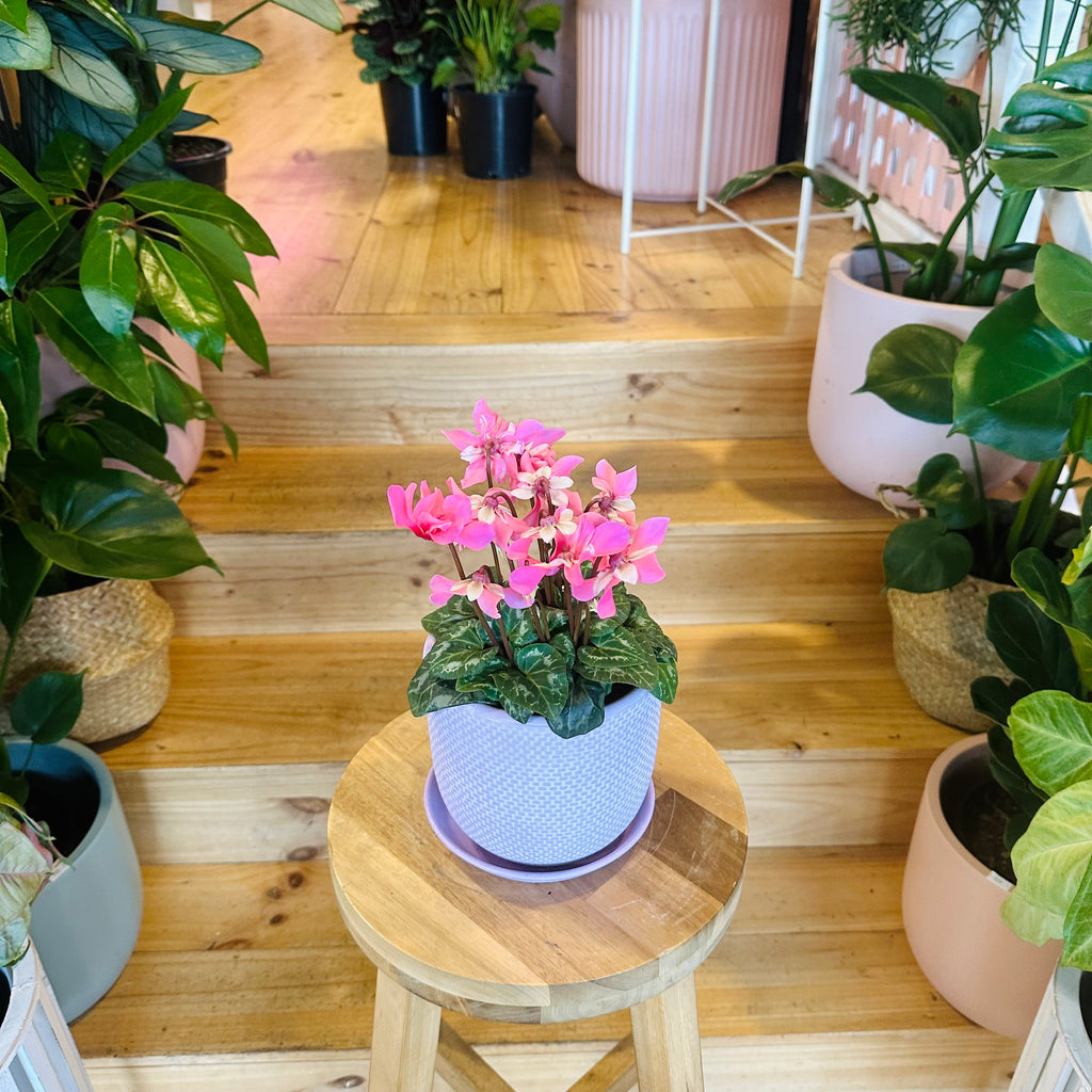 Cyclamen - 120mm (Pot Combo Option)