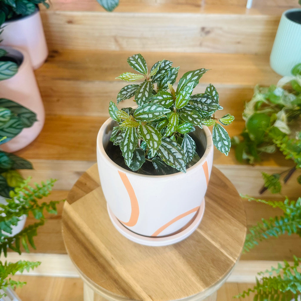 Pilea Cadieri Aluminium Plant - 130mm (Pot Combo Option)