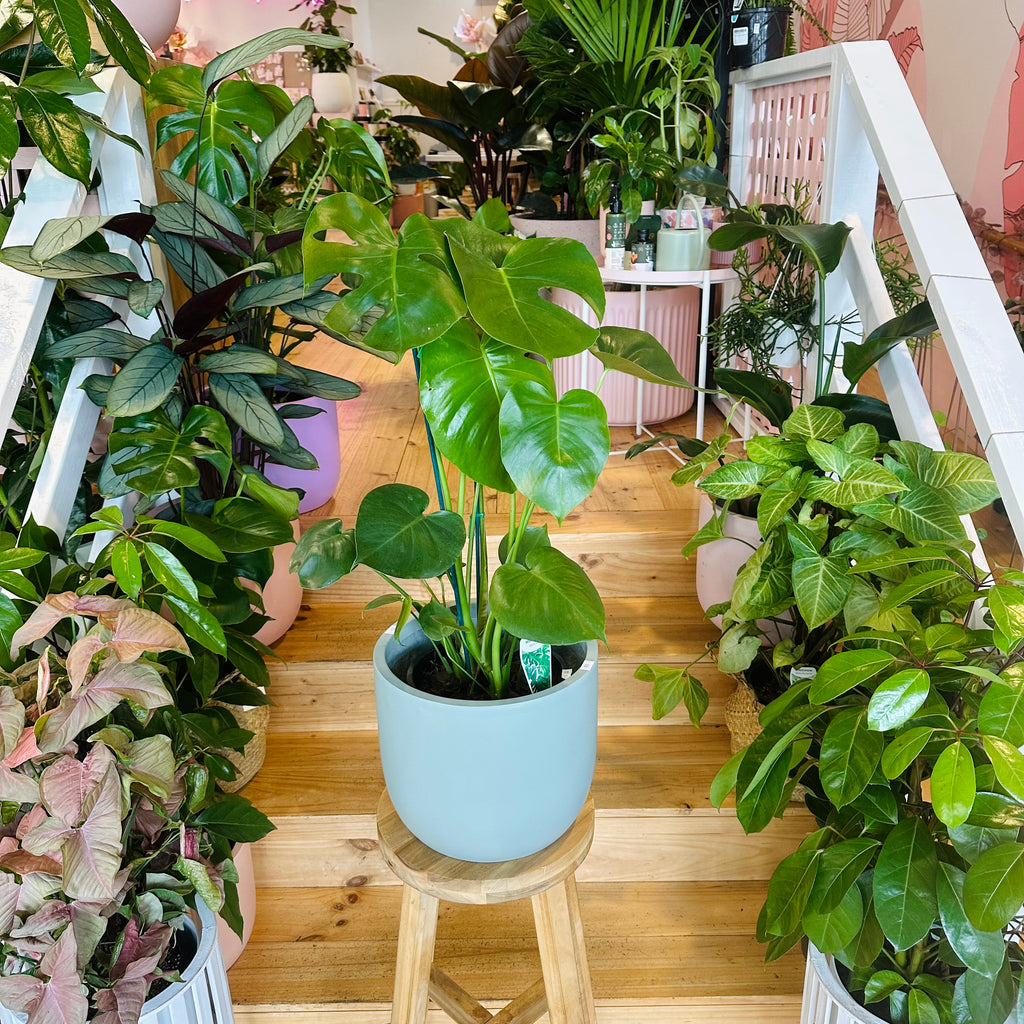 Monstera Deliciosa - 200mm (Pot Combo Option)