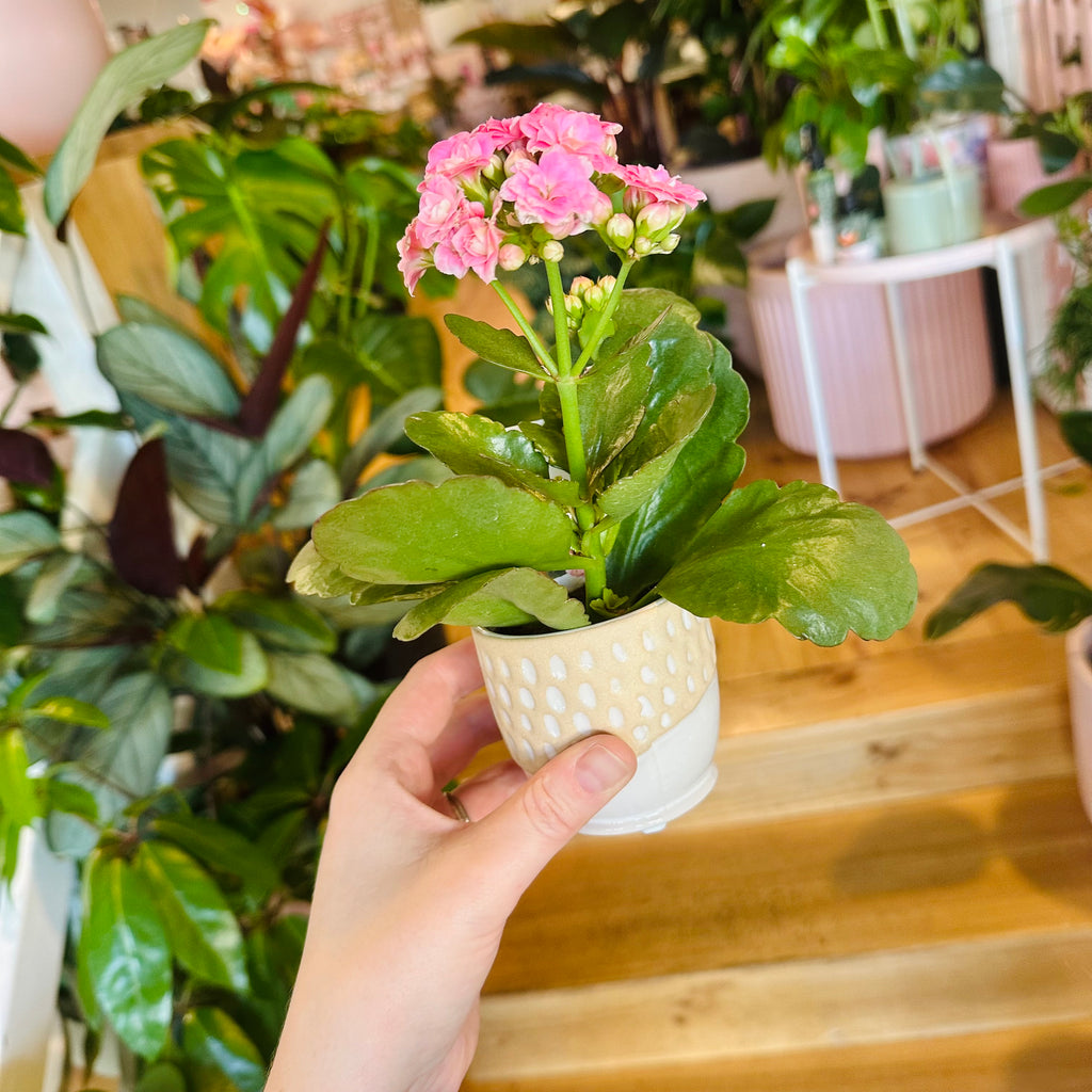 Mini Kalanchoe Plant & Pot Combo