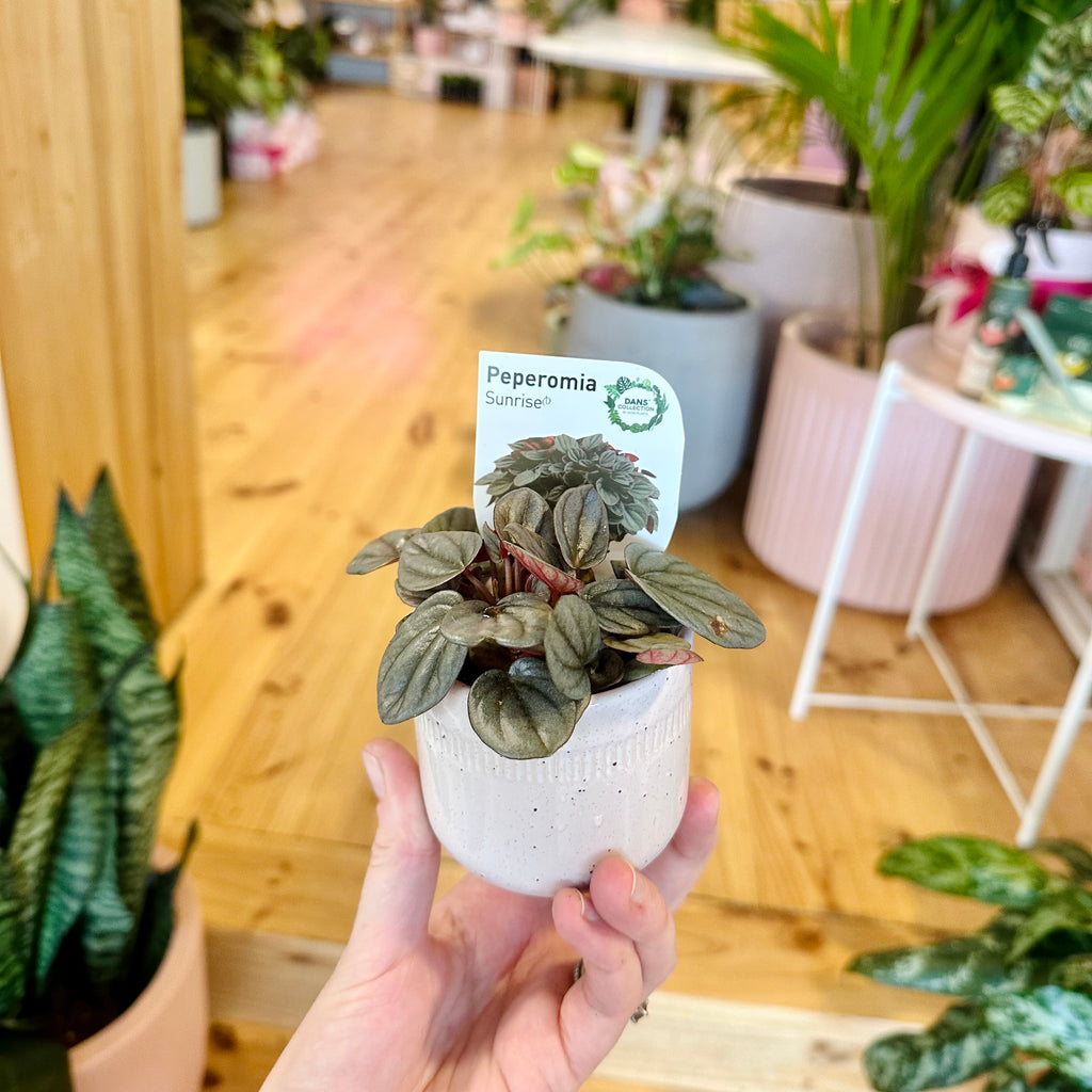 Mini Plant & Pot Combo
