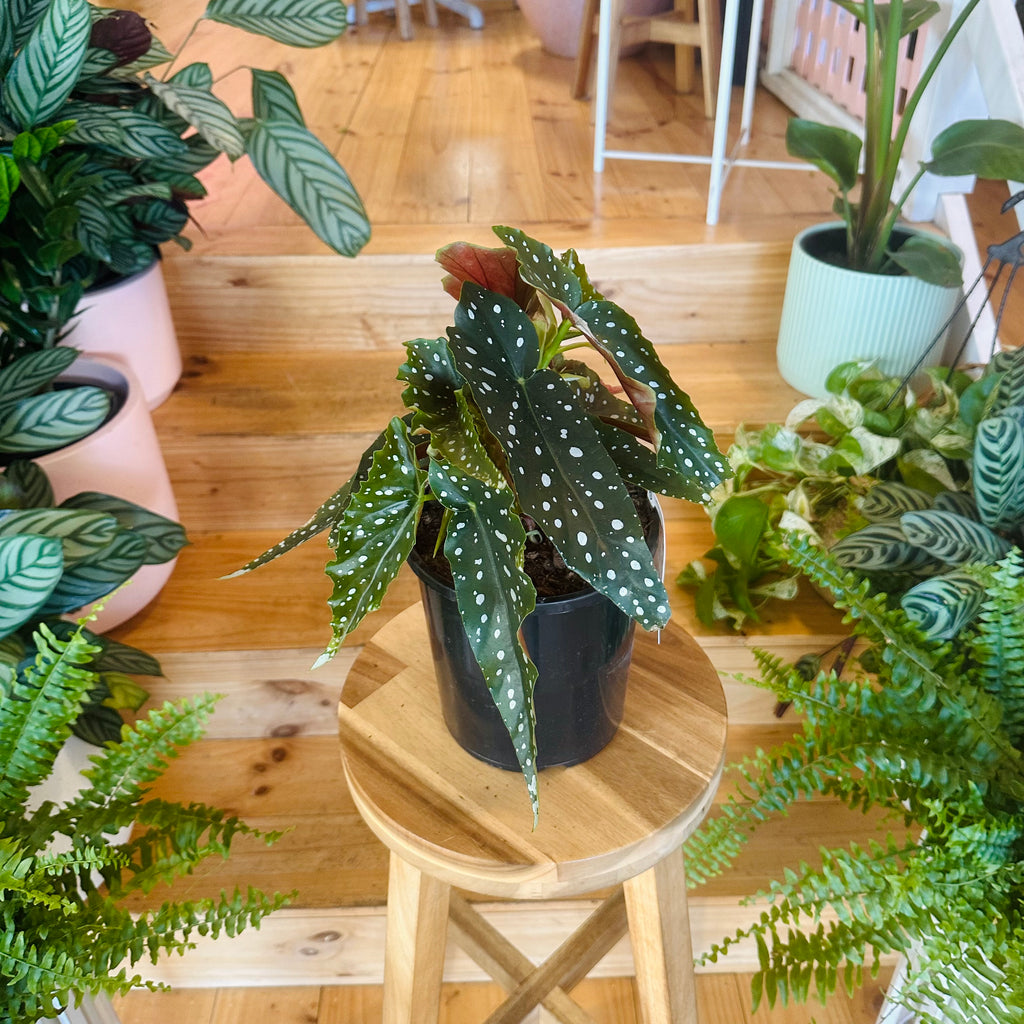 Begonia ‘Polka Dot’ - 170mm