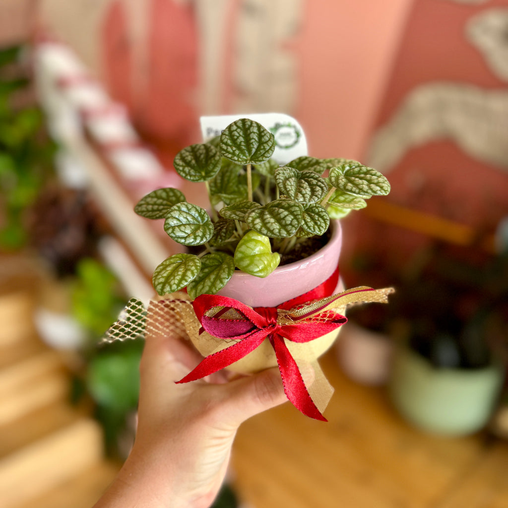 Christmas Peperomia Burbella + Pot Combo 95mm