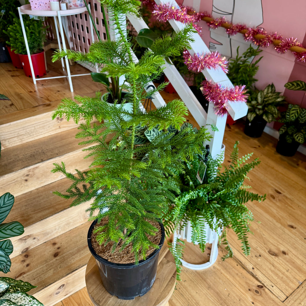 Christmas Tree - Norfolk Pine