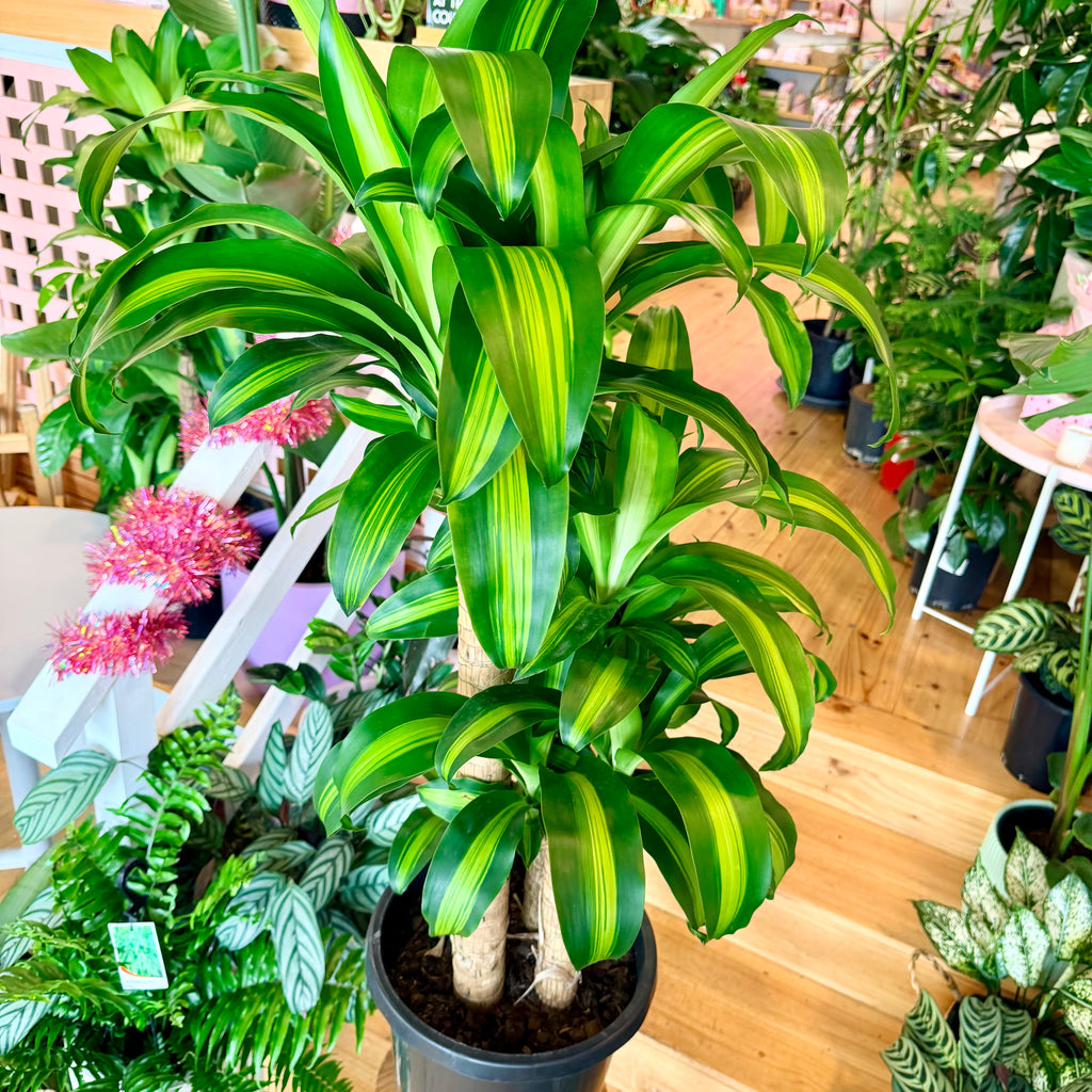 Happy Plant - 300mm (Pot Combo Option)