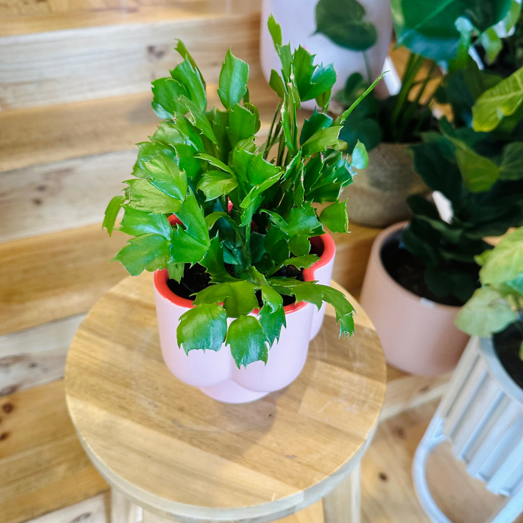 Zygo Cactus - 95mm (Pot Combo Option)