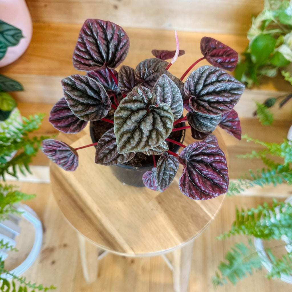 Peperomia ‘Red Luna’ - 130mm (Pot Combo Option)