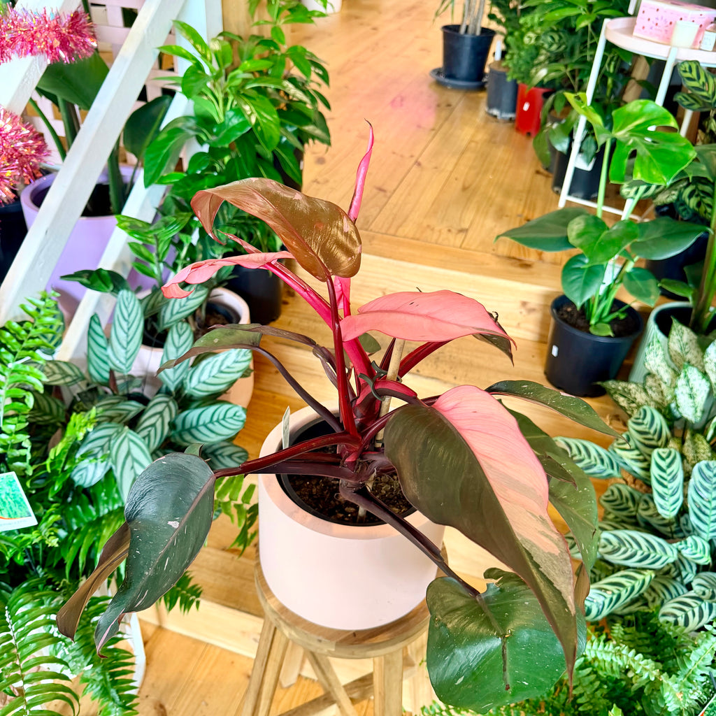 Philodendron ‘Pink Princess’ - 200mm (Pot Combo Option)