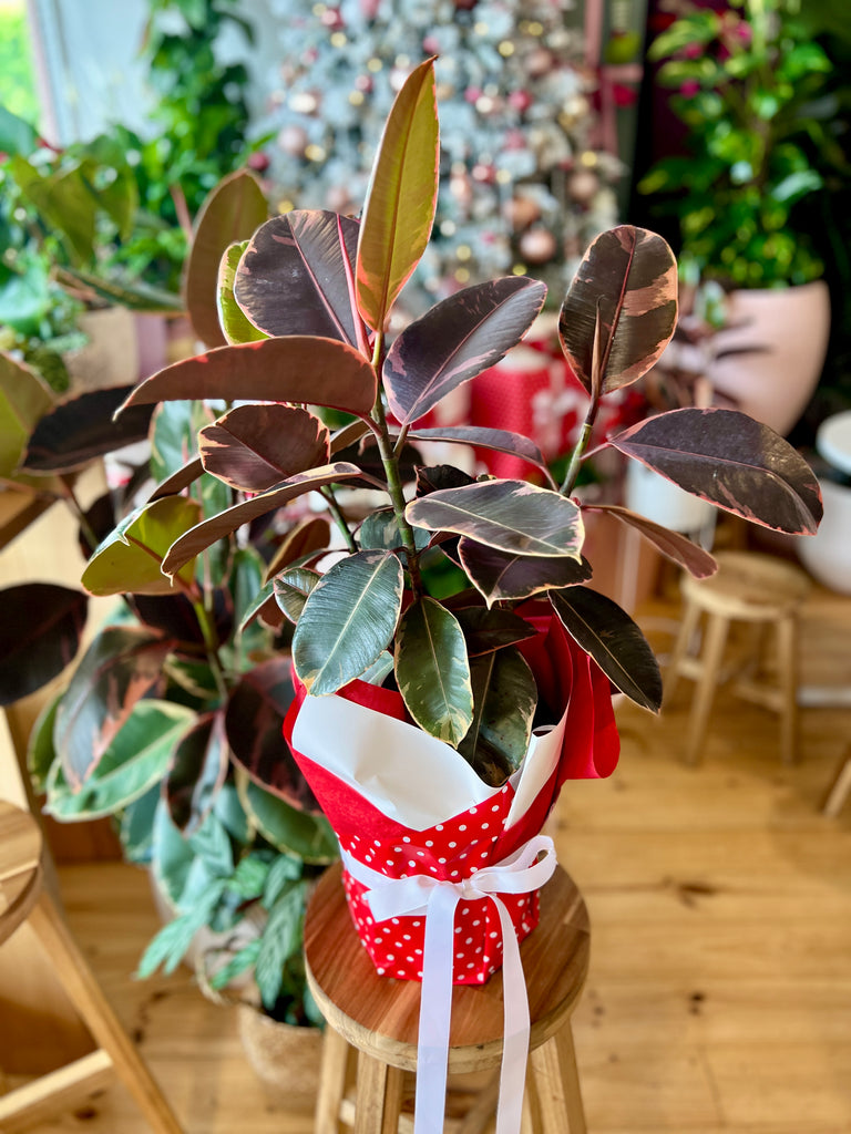 Ruby Rubber Tree Gift Wrapped 200mm