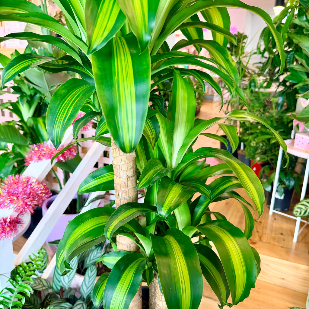 Happy Plant - 300mm (Pot Combo Option)