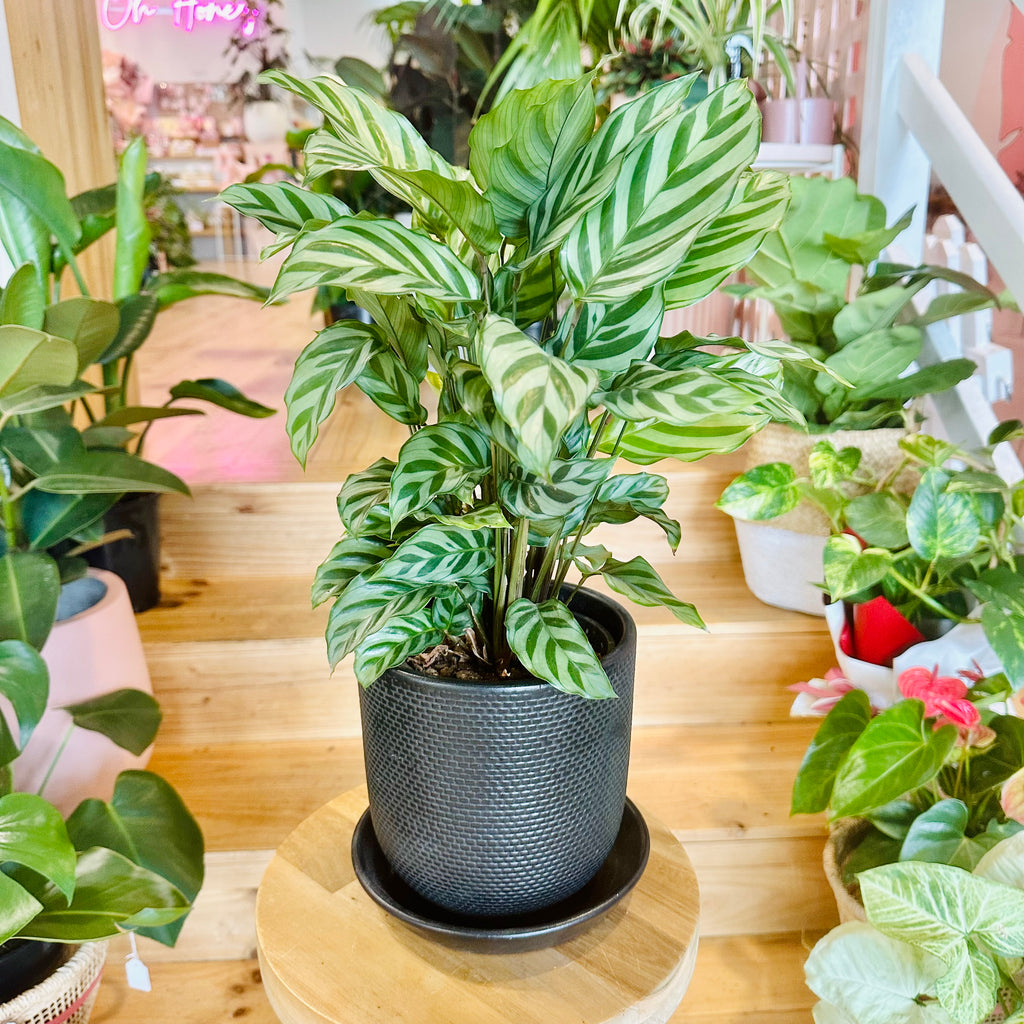 Freddy Calathea - 140mm (Pot Combo Option)