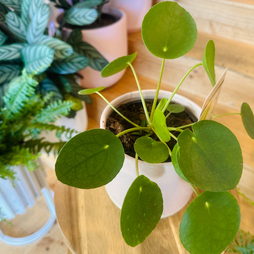Peperomia ‘Chinese Money Plant’ - 130mm (Pot Combo Option)