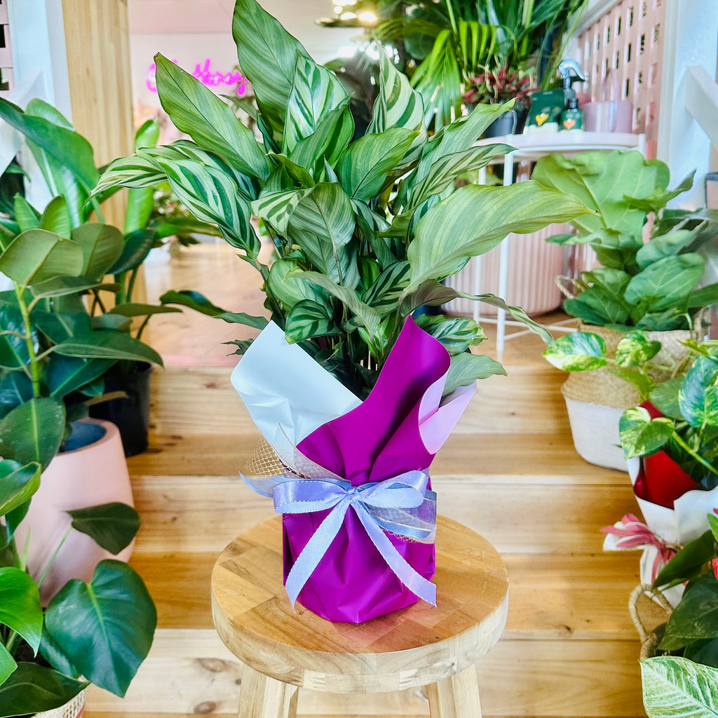 Freddy Calathea - 140mm (Pot Combo Option)