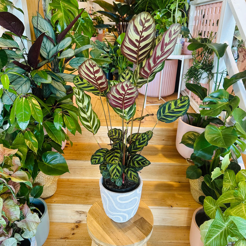 Peacock Calathea - 140mm (Pot Combo Option)
