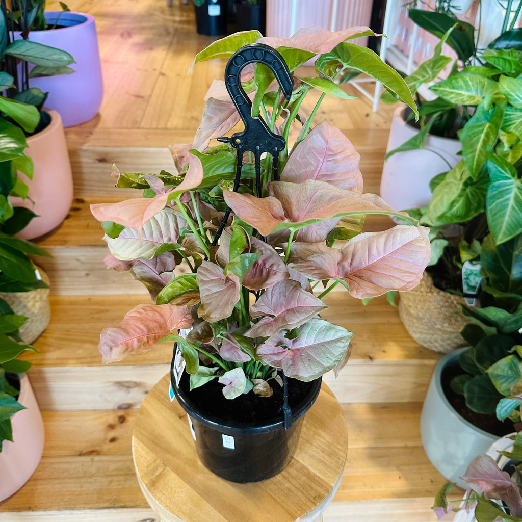 Syngonium Neon (Hanging Basket) - 175mm