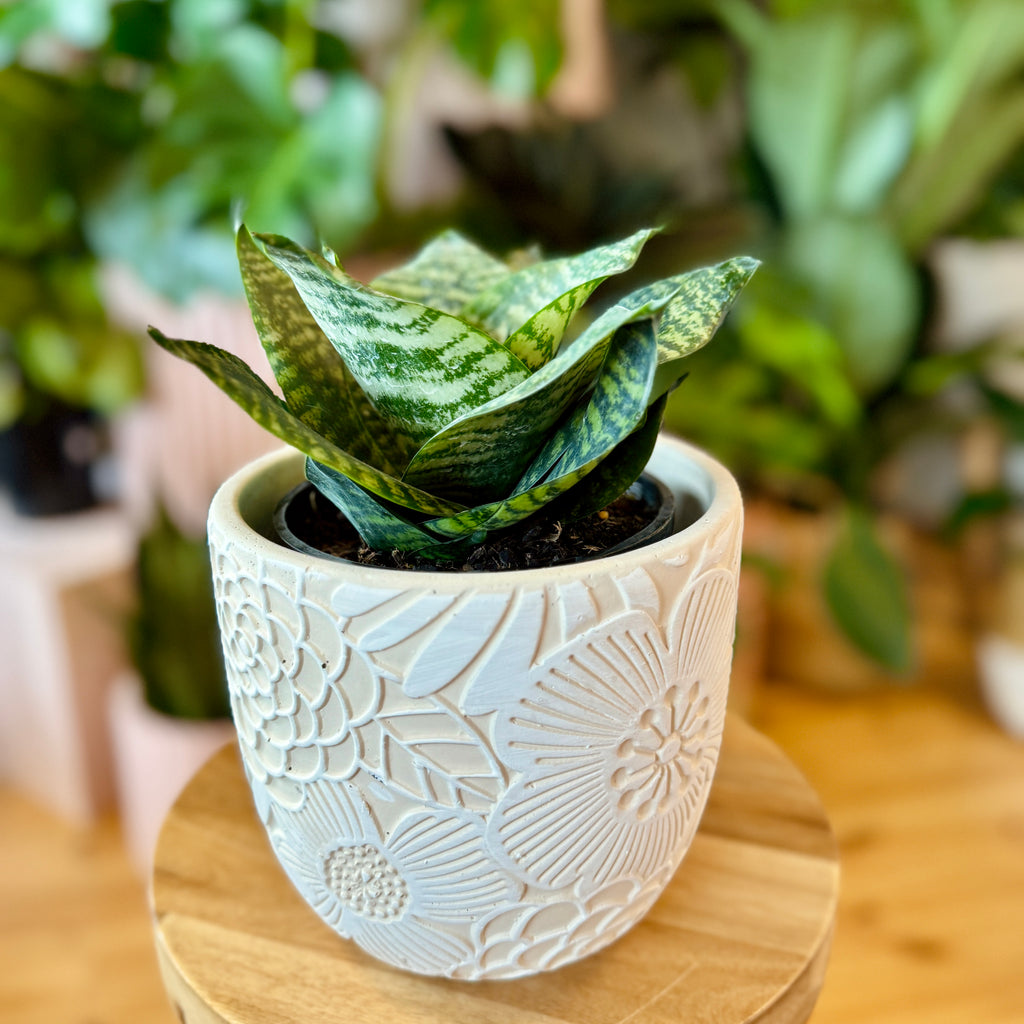 Snake Plant 140mm