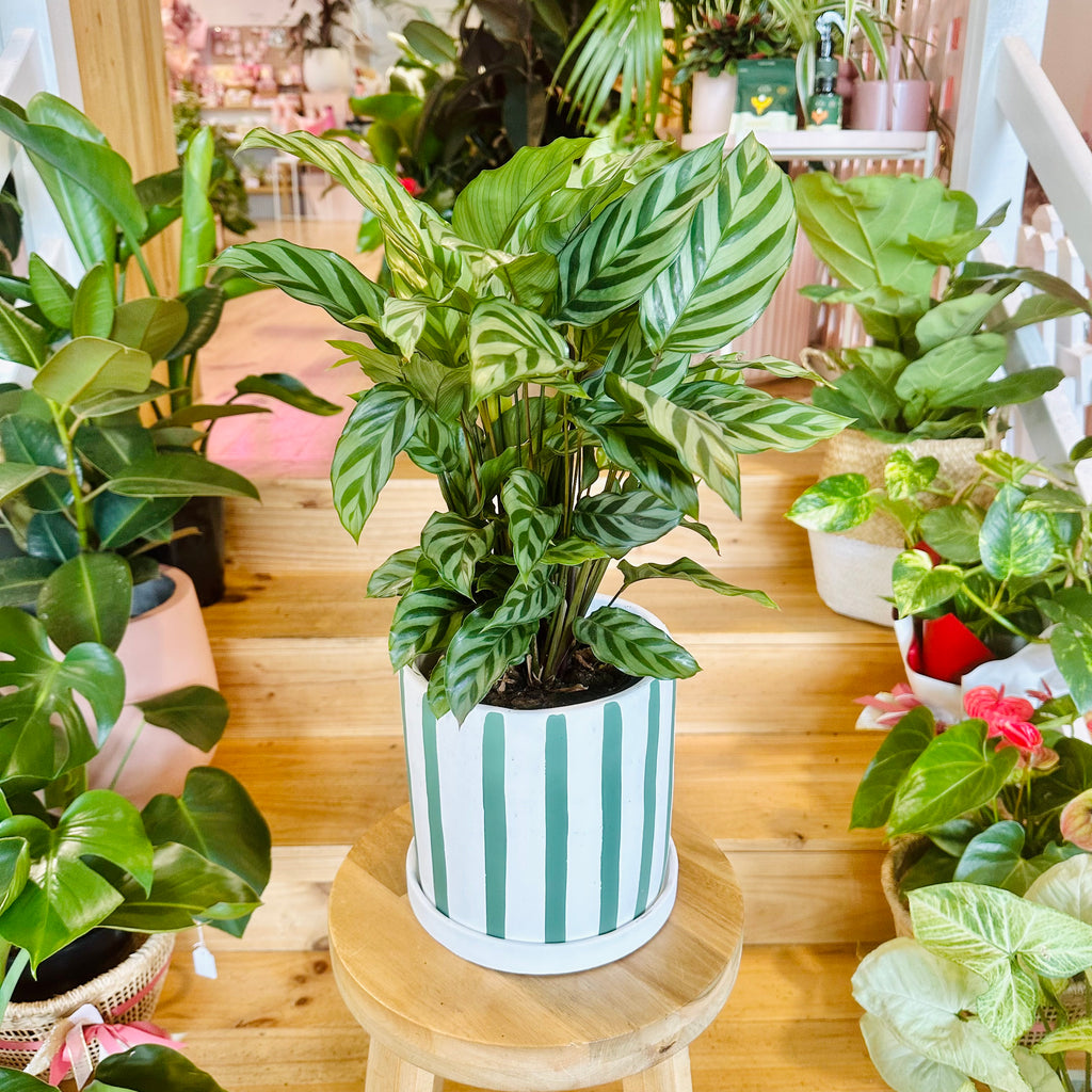 Freddy Calathea - 140mm (Pot Combo Option)