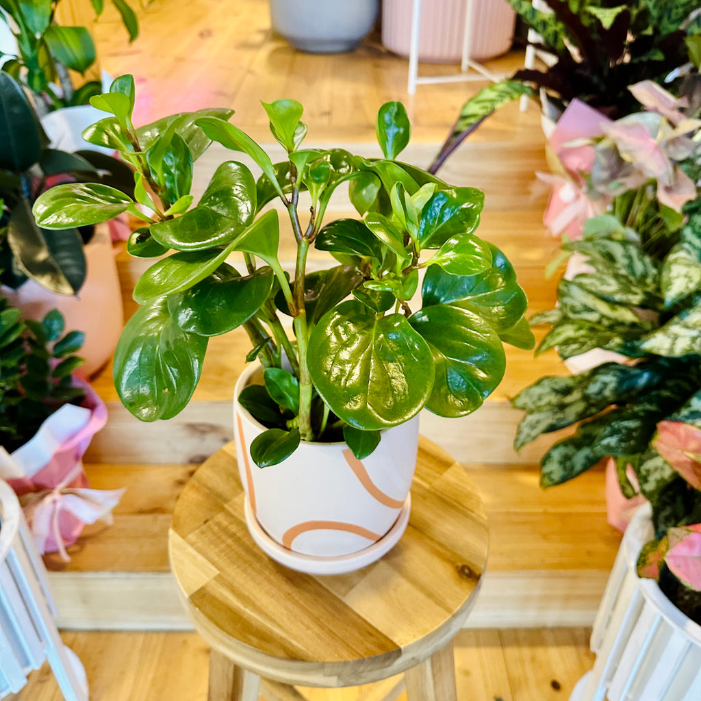 Peperomia Red Canyon - 120mm (Pot Combo Option)