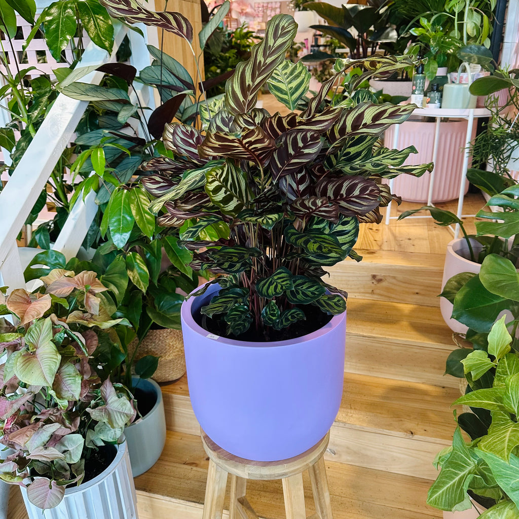 Peacock Calathea - 250mm (Pot Combo Option)