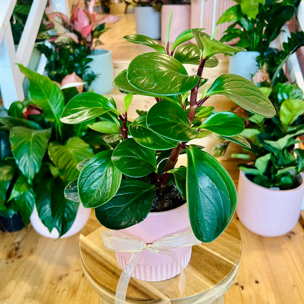 Peperomia Red Canyon 120mm + Pot Combo