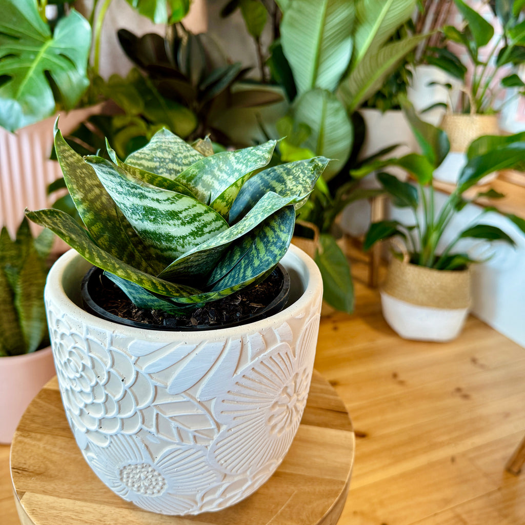 Snake Plant 140mm