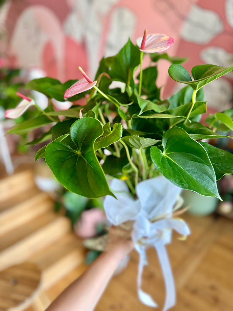 Pink Flamingo Anthurium 140mm Gift Wrapped