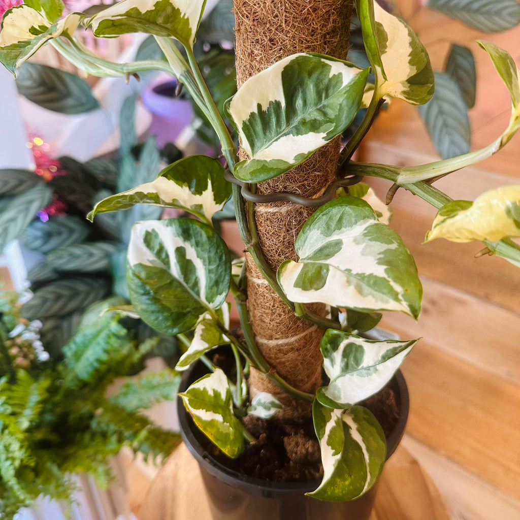 Pothos ‘Snow Queen’ - 170mm