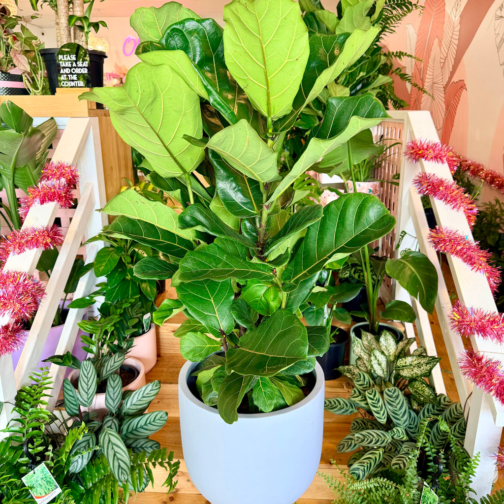 Fiddle Leaf Fig - 300mm (Pot Combo Option)