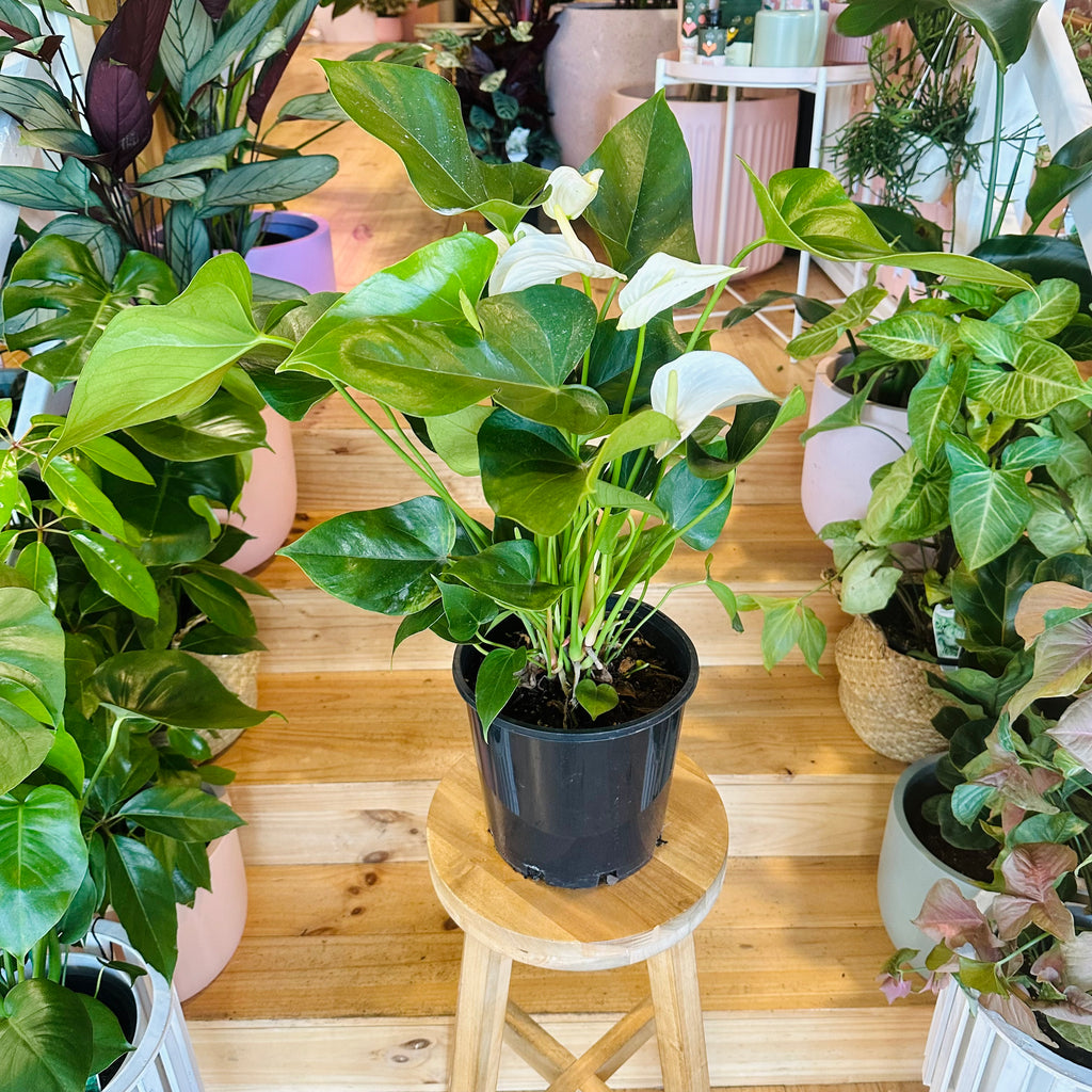 White Anthurium - 200mm (Pot Combo Option)