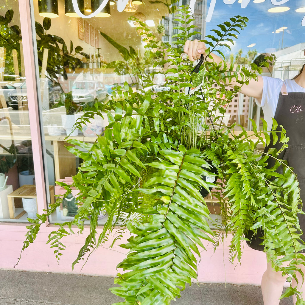 Bostern Fern - Hanging Basket