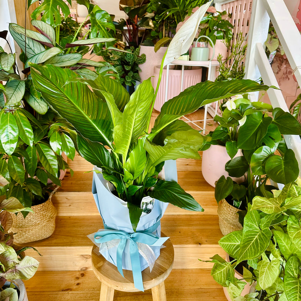 Peace Lily - 200mm (Pot Combo Option)
