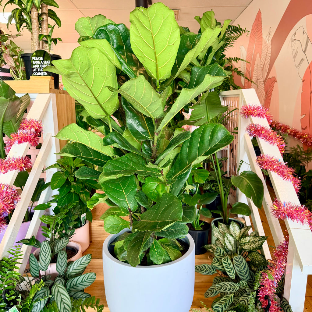 Fiddle Leaf Fig - 300mm (Pot Combo Option)