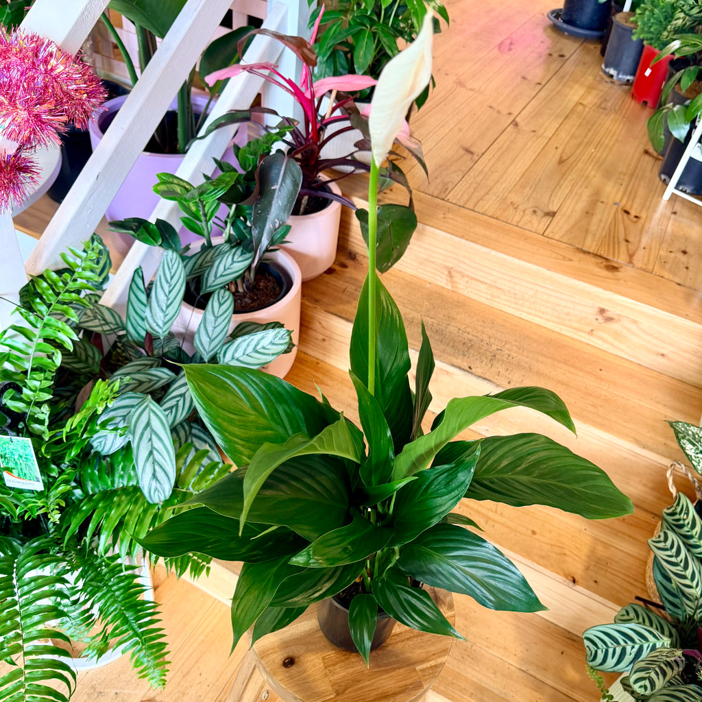 Peace Lily - 140mm (Pot Combo Option)