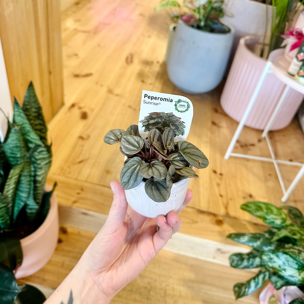Mini Plant & Pot Combo